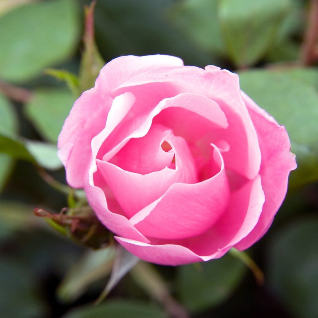 Rosa The Blushing Knock Out (Blushing Knock Out Shrub Rose)