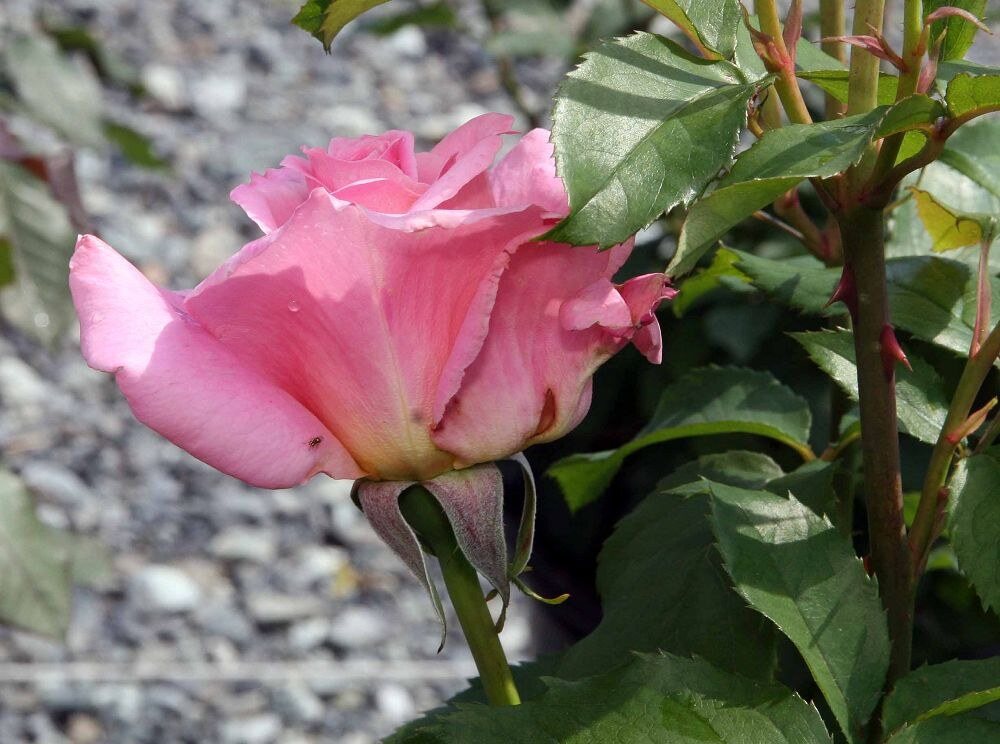 Rosa Tiffany (Tiffany Hybrid Tea Rose)
