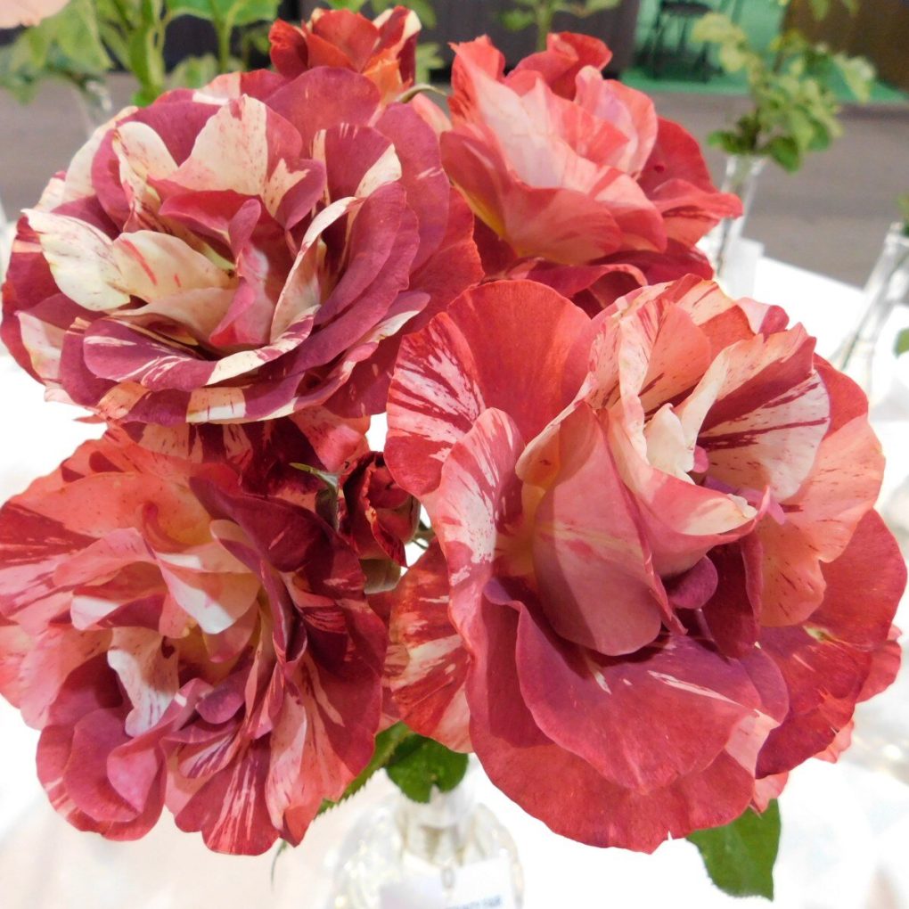 Rosa Tropical Lighting (Tropical Lightning Climbing Rose)