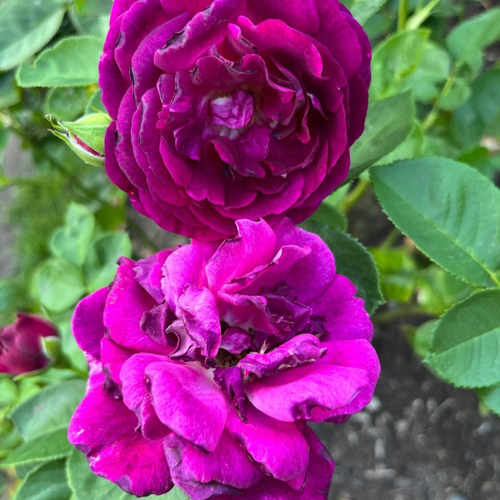 Rosa Twilight Zone (Twilight Zone Grandiflora Rose)