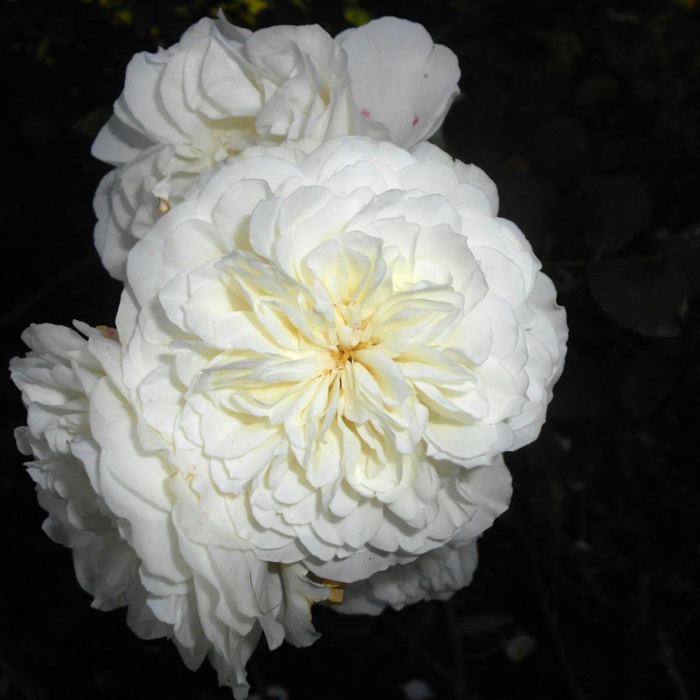 Rosa White Meidiland (White Meidiland Rose)