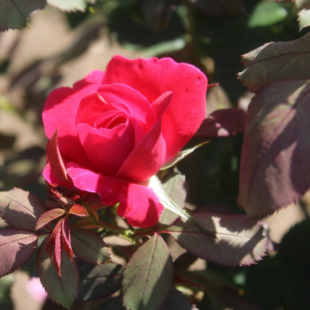 Rosa Winnipeg Parks (Winnipeg Parks Rose)