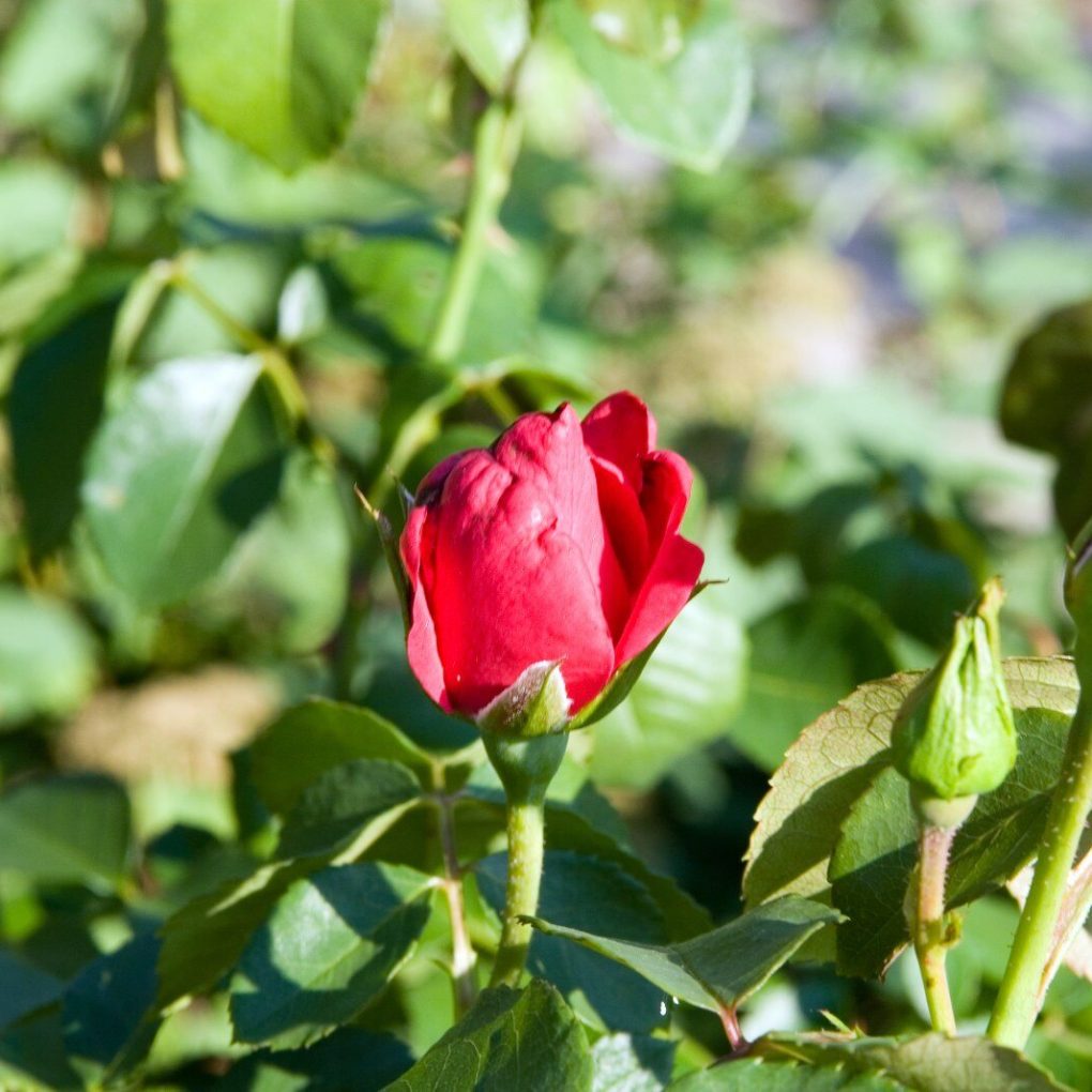 Rosa x 'Meigrapp' (Crimson Sky Climbing Rose)