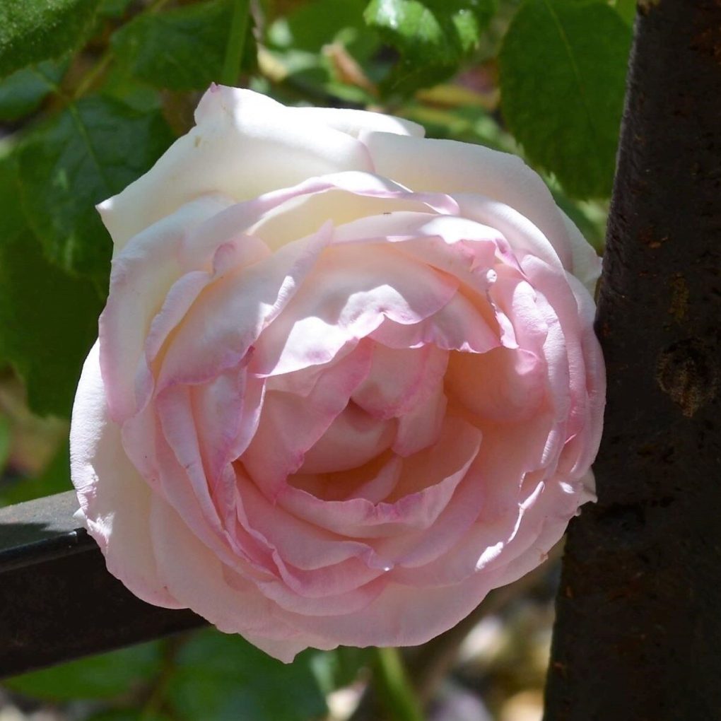 Rosa x 'Meiviolin' (Eden Climber Rose)