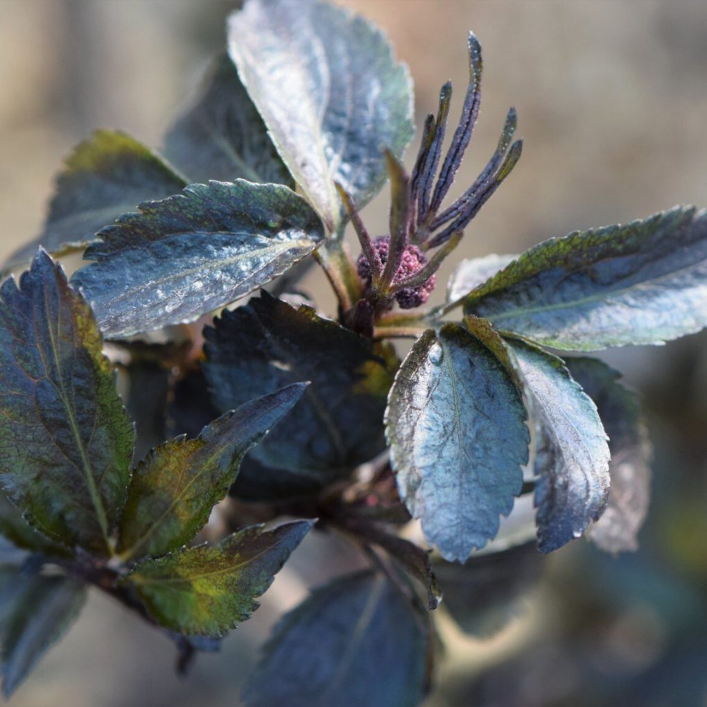 Sambucus nigra 'Eiffel 1' (Black Tower Elderberry)