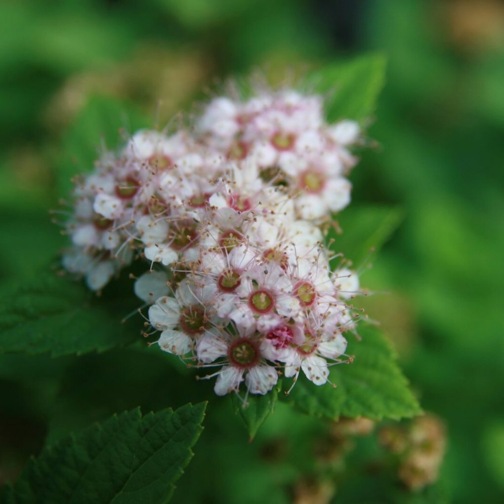 Spiraea j. Little Princess (Little Princess Spiraea)