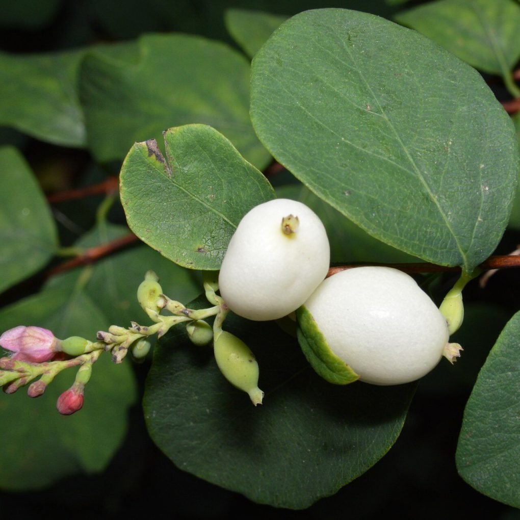 Symphoricarpos albus (Common Snowberry)
