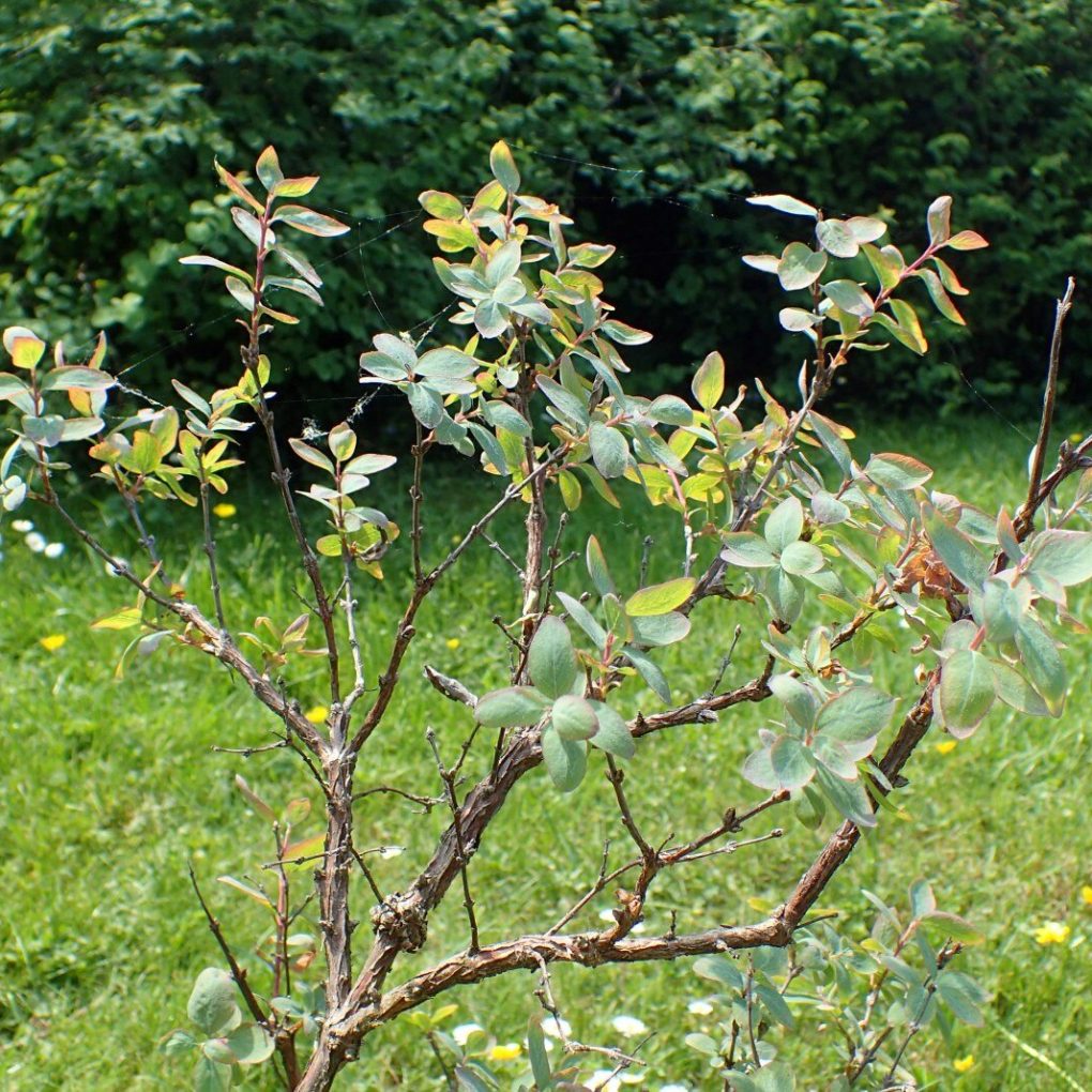 Symphoricarpos oreophilus v. utahensis 'Utah Snowberry'