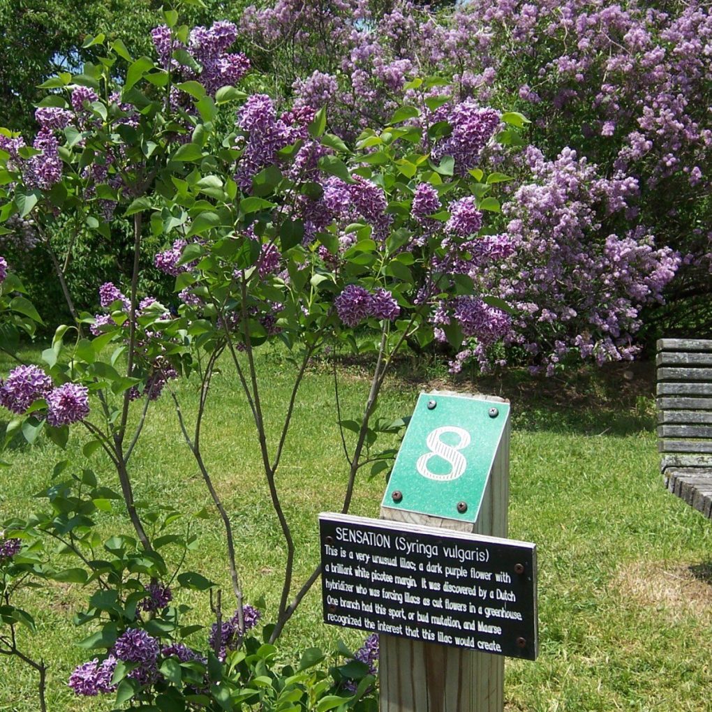 Syringa v. Sensation (Sensation Lilac)
