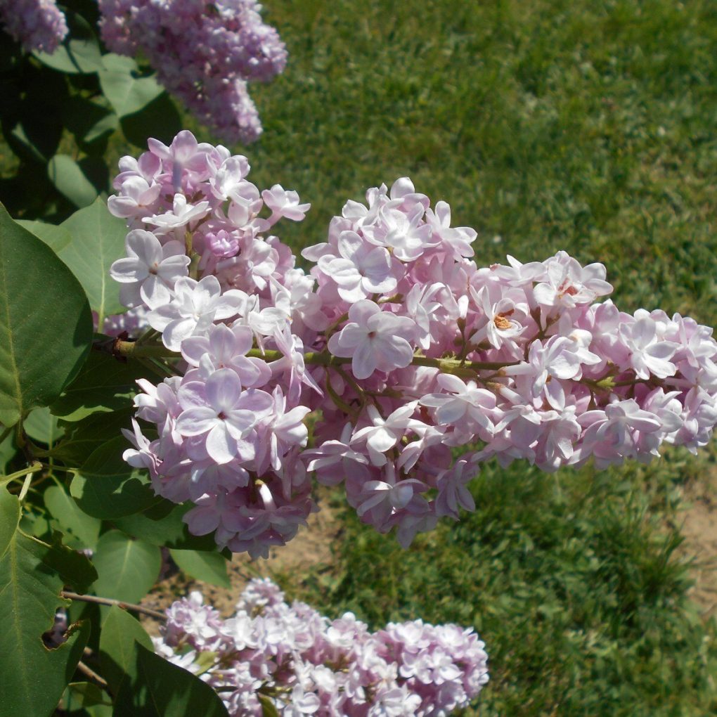 Syringa vulgaris 'Belle de Nancy' (Belle de Nancy Lilac)