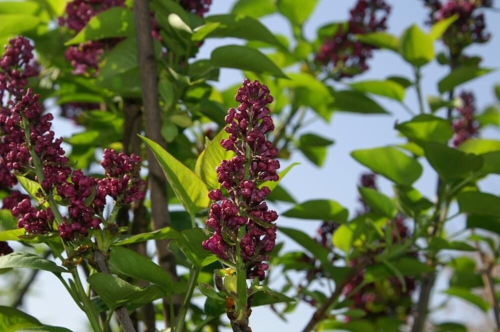 Syringa vulgaris 'Charles Joly' (Charles Joly Lilac)