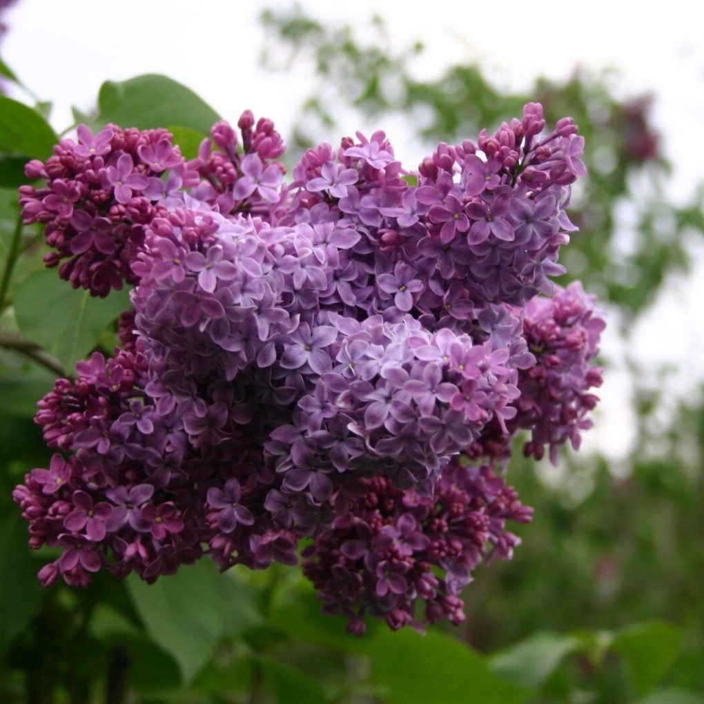 Syringa vulgaris Congo (Congo Lilac)
