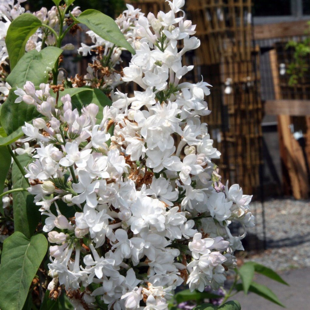 Syringa vulgaris 'Krasavitsa Moskvy' (Beauty of Moscow Lilac)