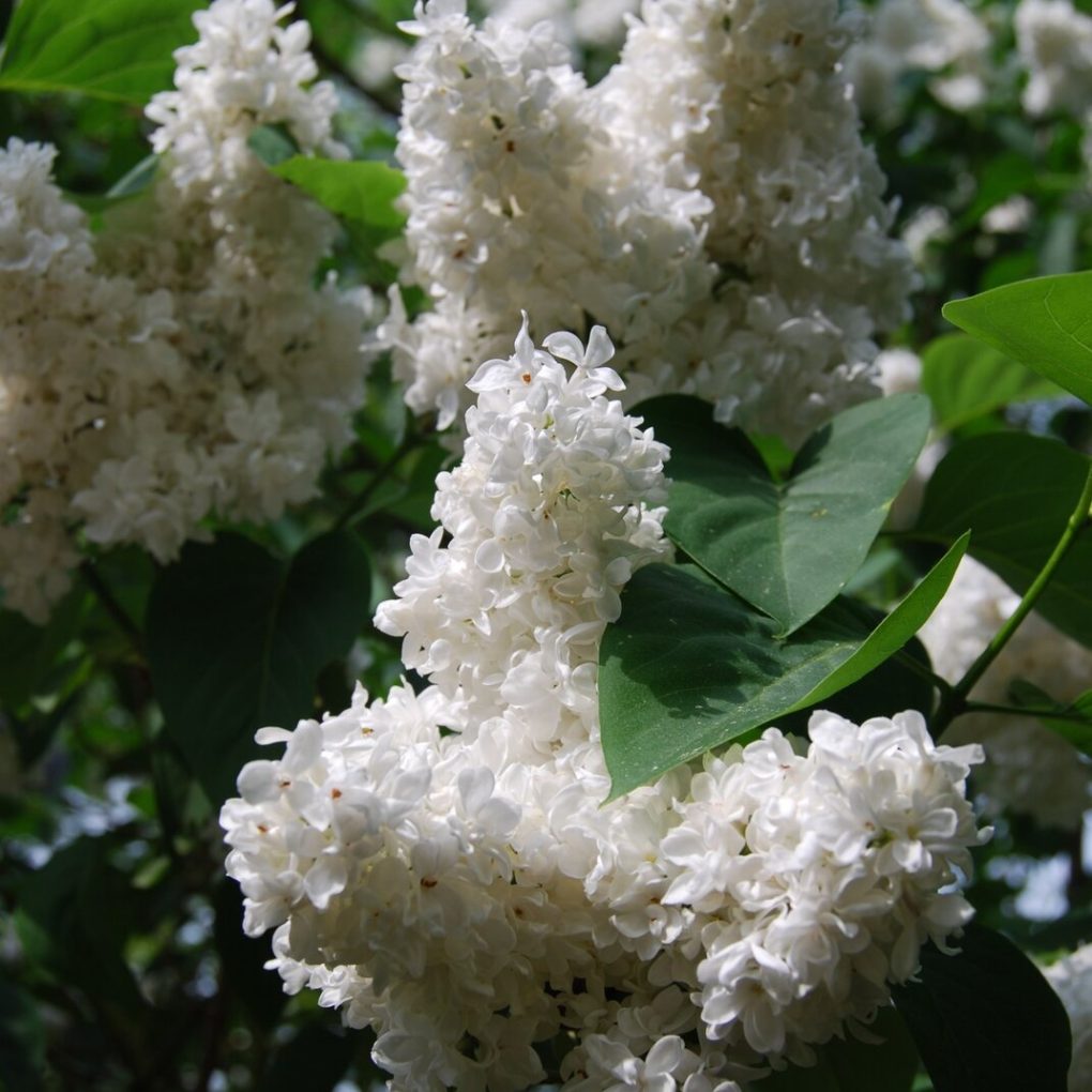 Syringa vulgaris Madame Lemoine (Mme. Lemoine Lilac)