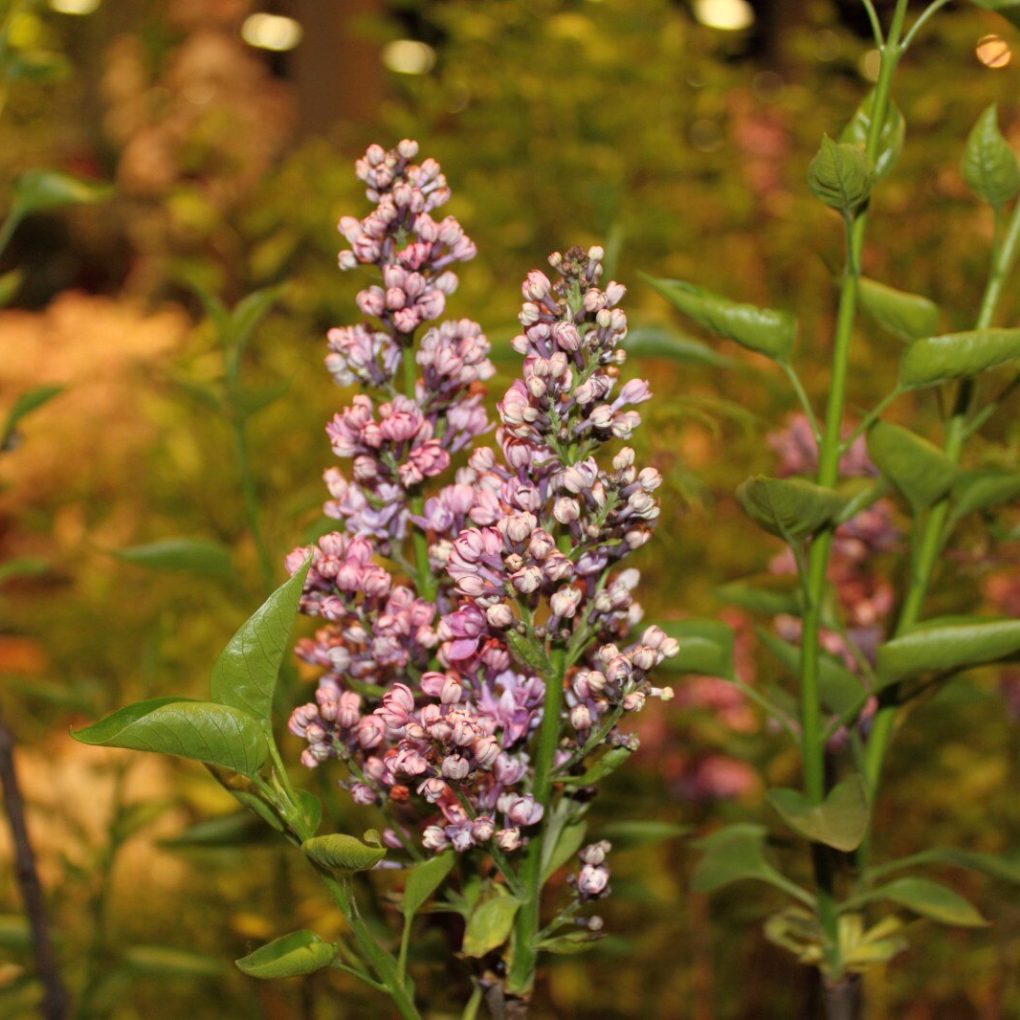 Syringa vulgaris Monge (Monge Lilac)