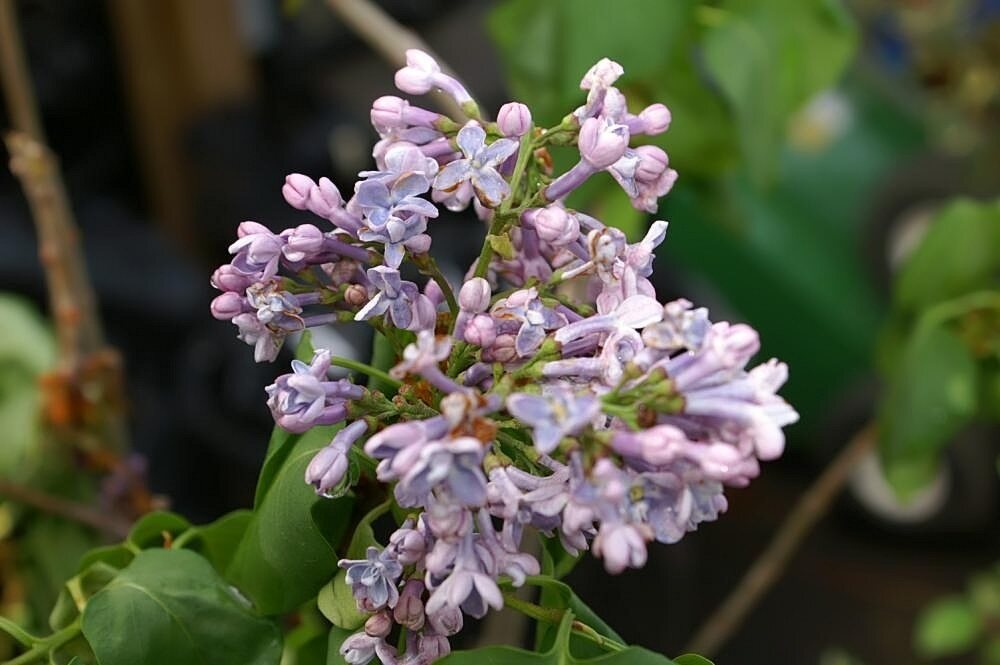 Syringa vulgaris President Grevy (President Grevy Lilac)