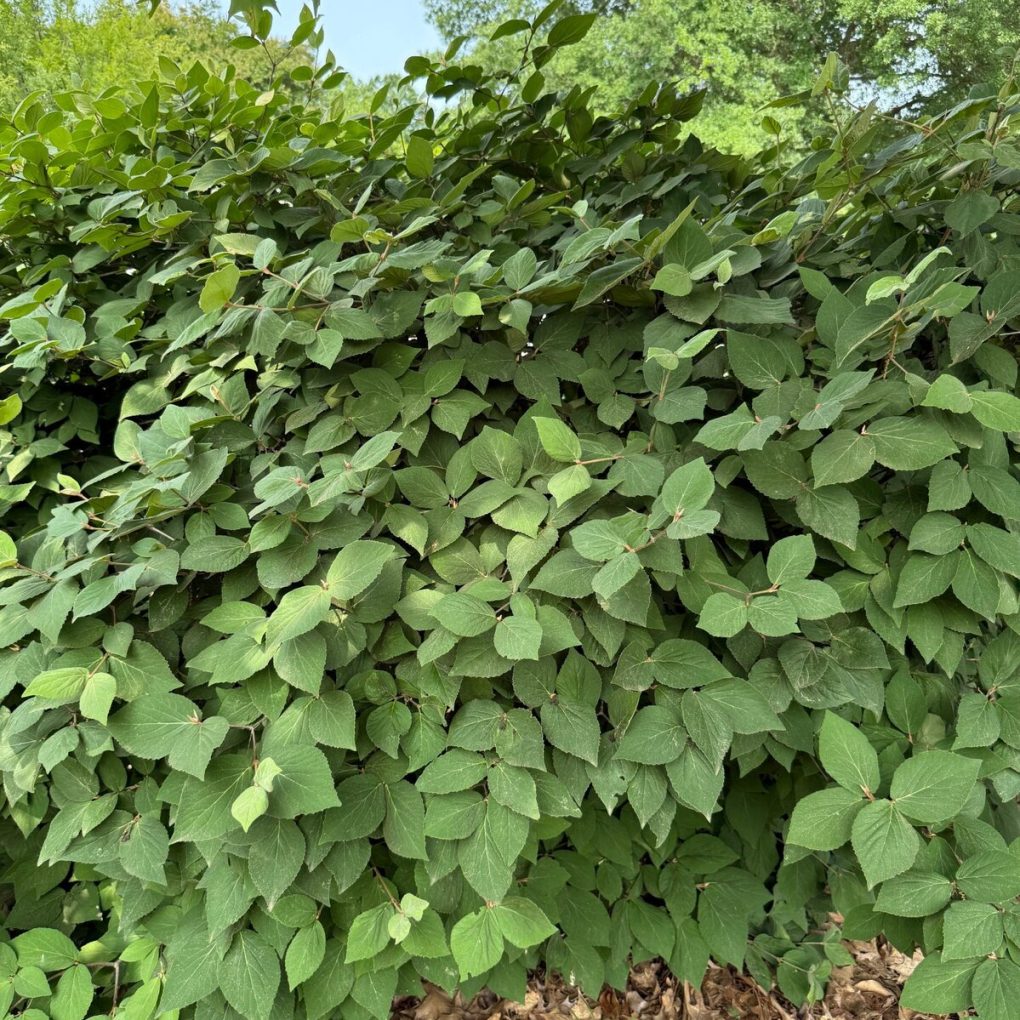 Viburnum carlesii (Koreanspice Viburnum)