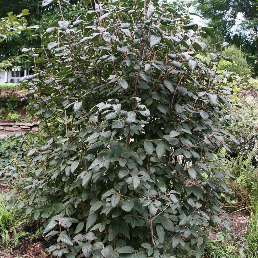 Viburnum lantana Mohican (Mohican Viburnum)