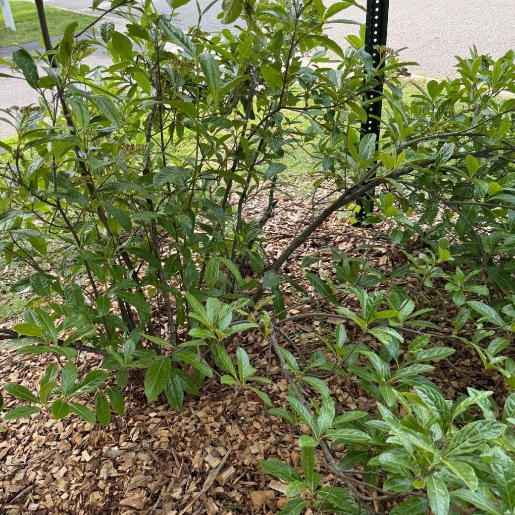 Viburnum nudum 'Brandywine'™ (Brandywine Viburnum)