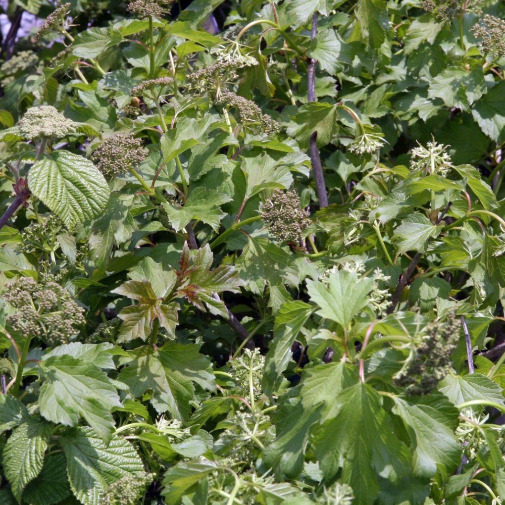 Viburnum opu. Compactum (European Cranberrybush)
