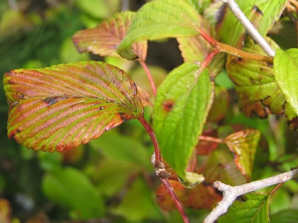 Viburnum plicatum tomentosum 'Summer Snowflake'(Summer Snowflake Doublefile Virburnum)