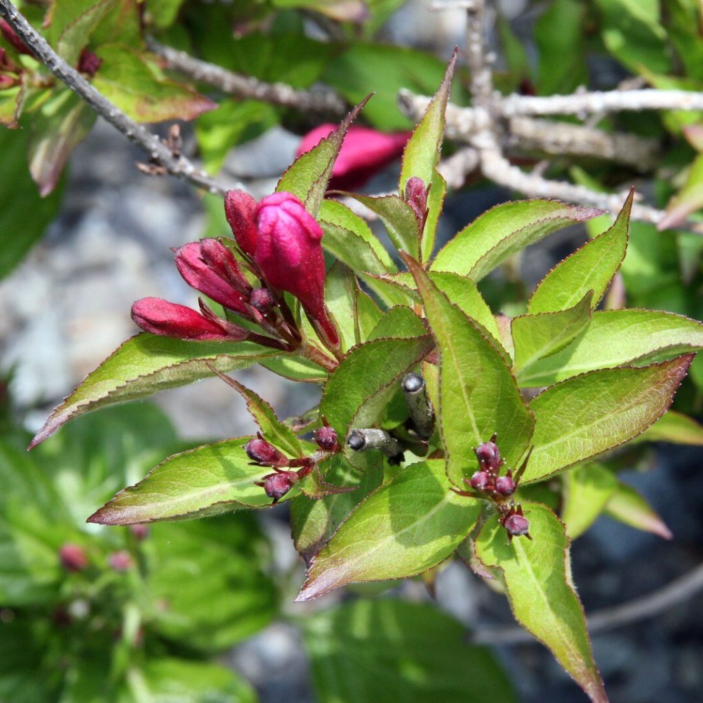 Weigela f. Minuet (Minuet Weigela)
