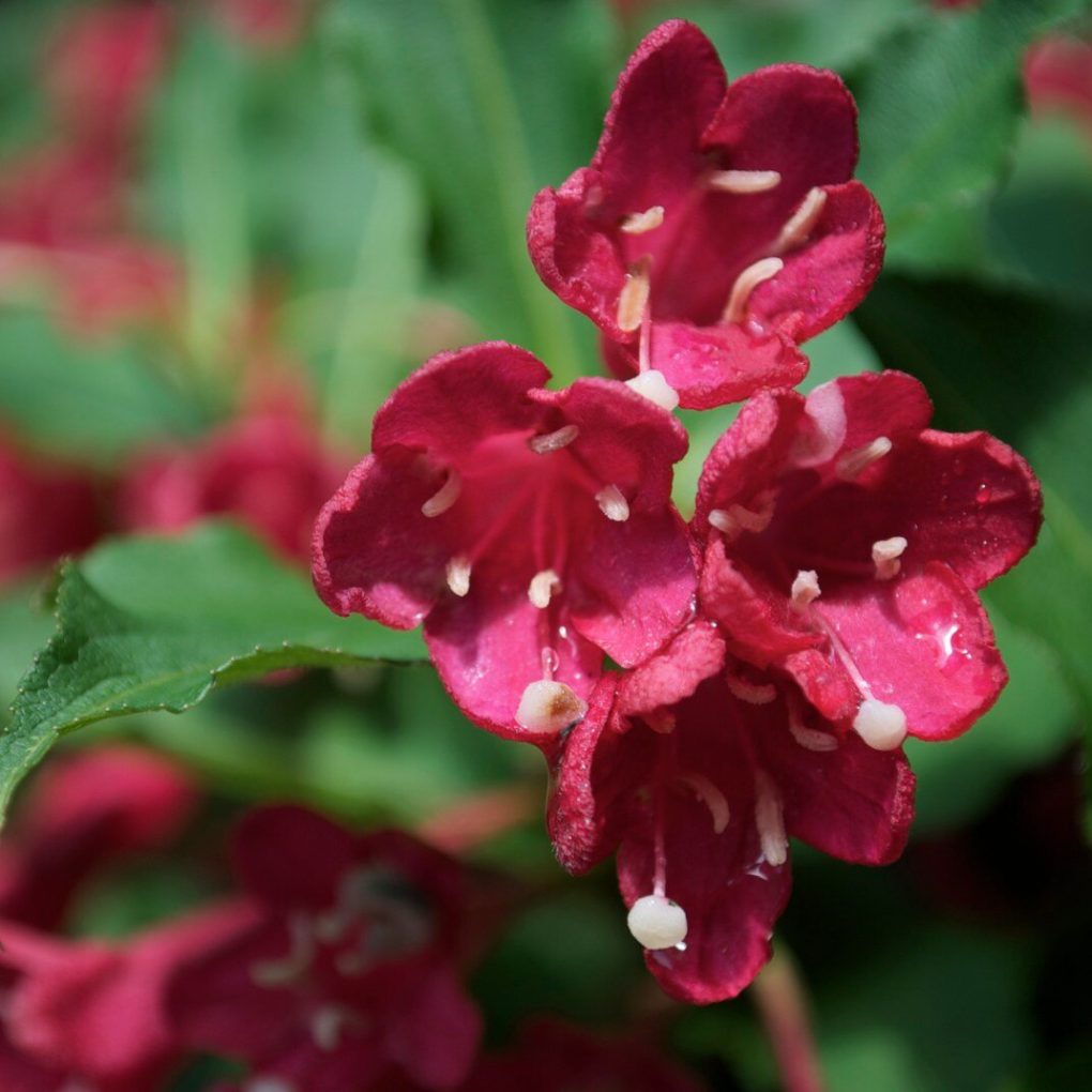 Weigela f. Sonic Bloom Red (Sonic Bloom Red Weigela)