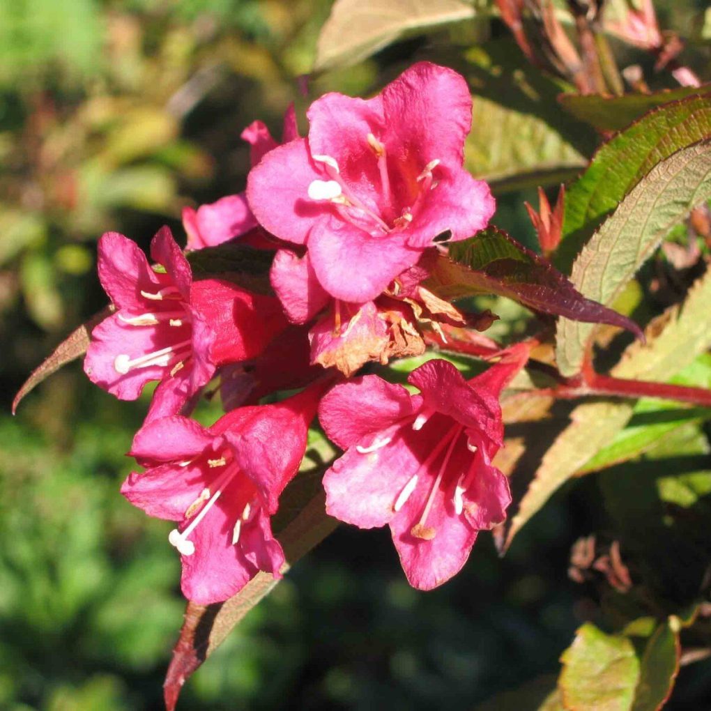 Weigela florida Red Prince (Red Prince Weigela)